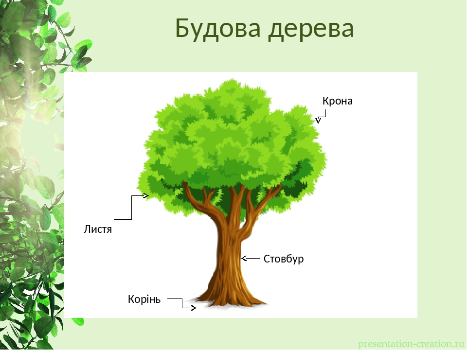 Каково строение дерева. Будова дерева. Будова дерева для дітей. Из чего состоит дуб. Будова дерева, куща для дітей.